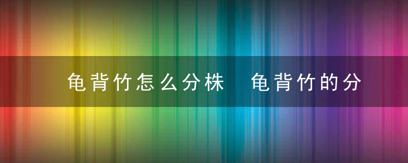 龟背竹怎么分株 龟背竹的分株技巧介绍